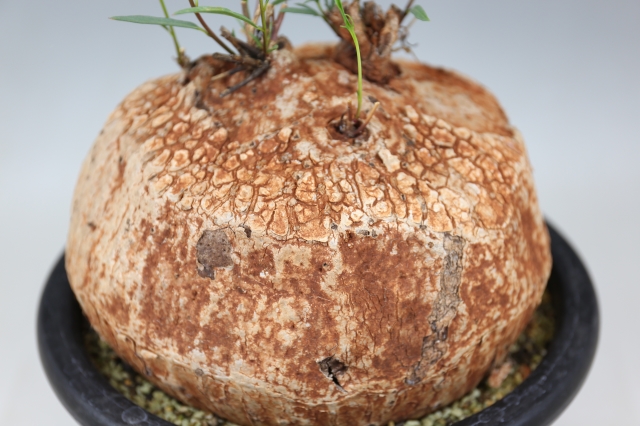 ボルシアーナ A0850☆イポメア コーデックス 多肉植物☆「送料無料