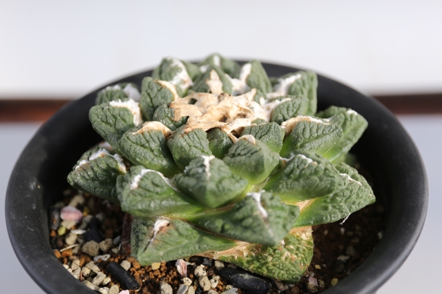 亀甲牡丹 実生 A1023☆アリオカルプス 牡丹 サボテン☆「送料無料