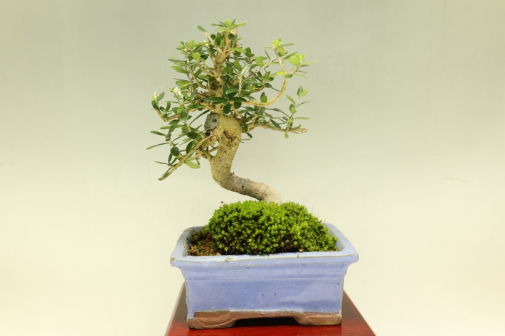 姫オリーブ A3072☆オリーブ 花物実物 小品盆栽☆「送料無料」浦部陽向園