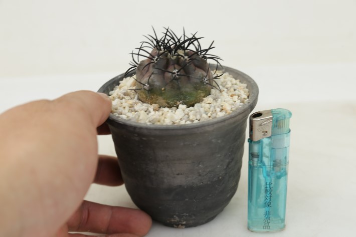 栗星玉 輸入球 A3257☆コピアポア グリセオビオラセア サボテン