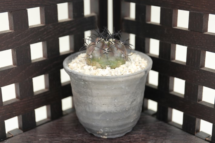 栗星玉 輸入球 A3257☆コピアポア グリセオビオラセア サボテン