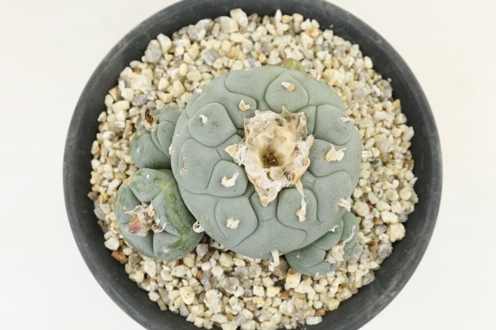 種永大疣銀冠玉 カキコ自根 サボテン ロホホラ ロフォフォラ 鳥羽玉