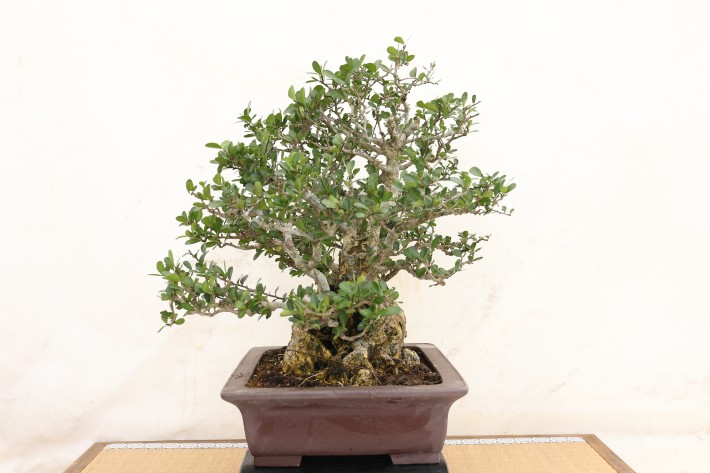 針蔓正木 沖縄盆栽 マッコウ 値下げ 針蔓正木 沖縄盆栽 マッコウ 値下げ