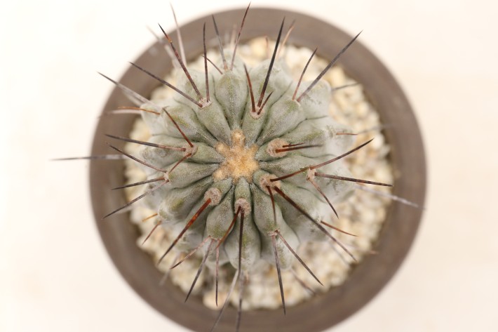 送料無料】黒士冠 デアルバータ コピアポア 実生 A3890｜サボテン