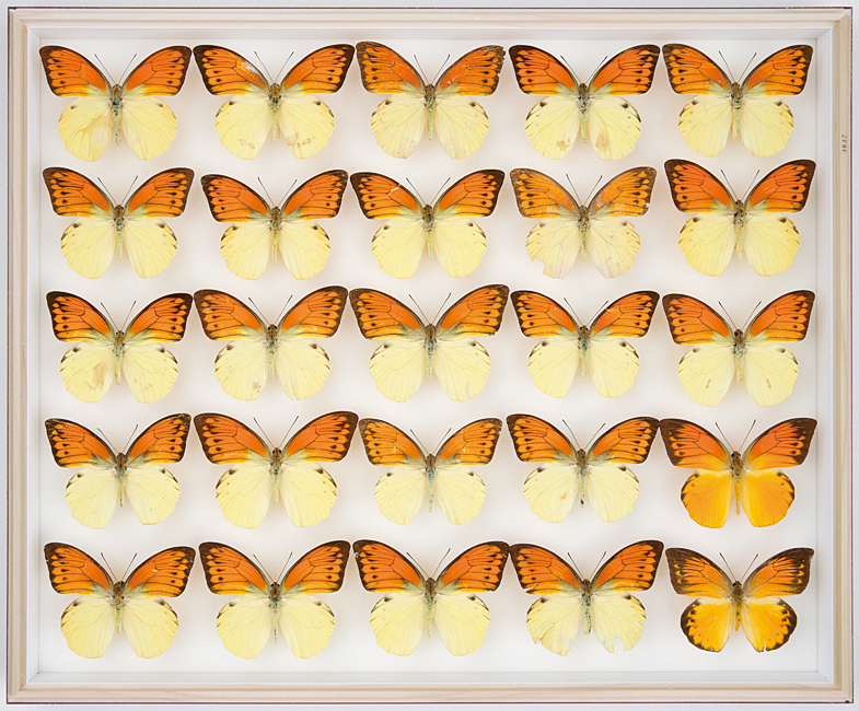 A19 五十嵐邁博士蝶類コレクション