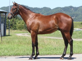 キングカメハメハ産駒の代表産駒 :: 一口馬主DB