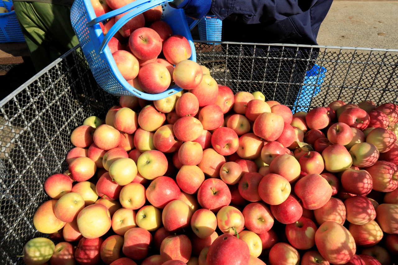 青森県産りんご 100% 使用 × 白神山地の天然酵母 りんごの芳醇な余韻に