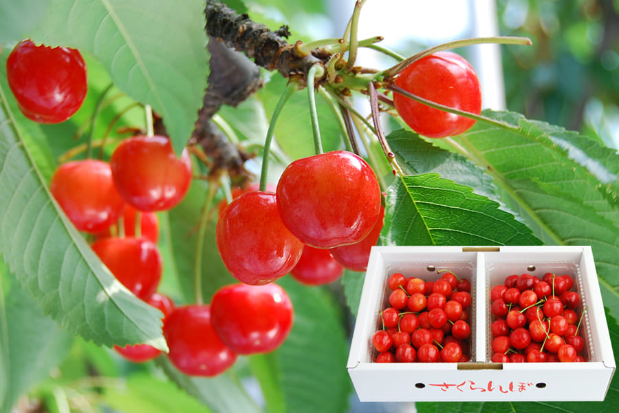 極上さくらんぼ佐藤錦バラ1kg(500g×2)