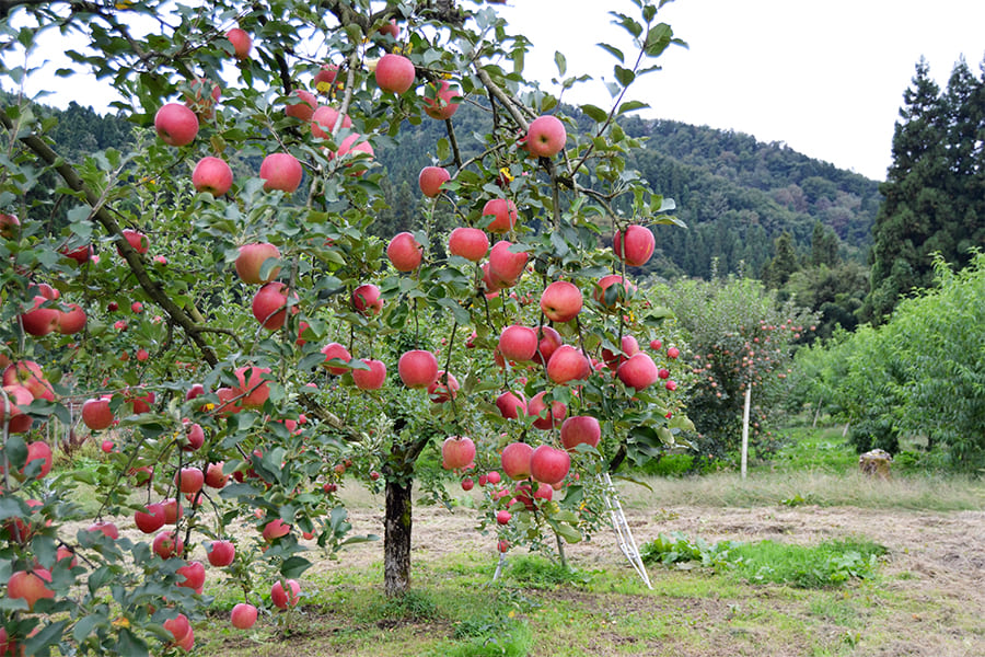 堀農園の朝日町サンふじりんご約5kg(16-18玉)