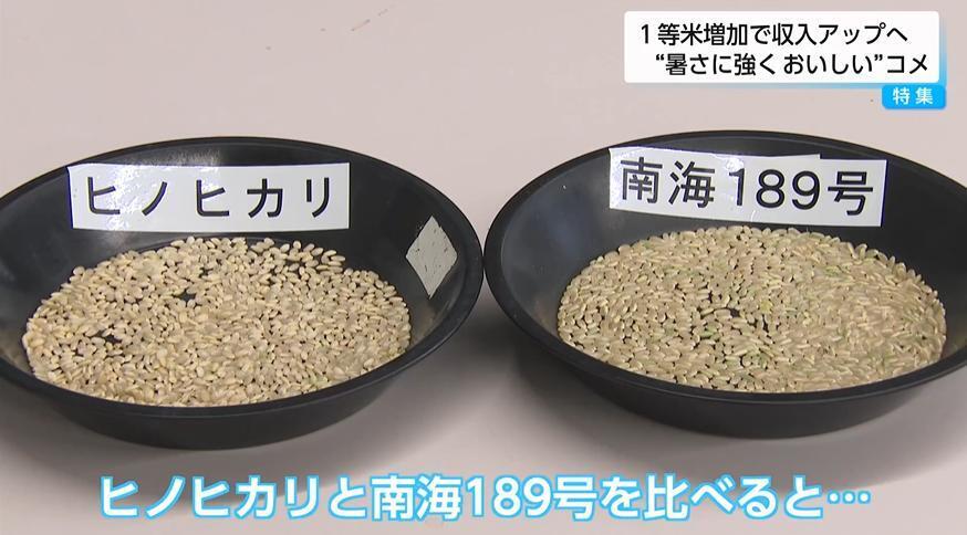 暑さに強く大粒の新品種コメ「南海189号」次世代エースへの期待高まる