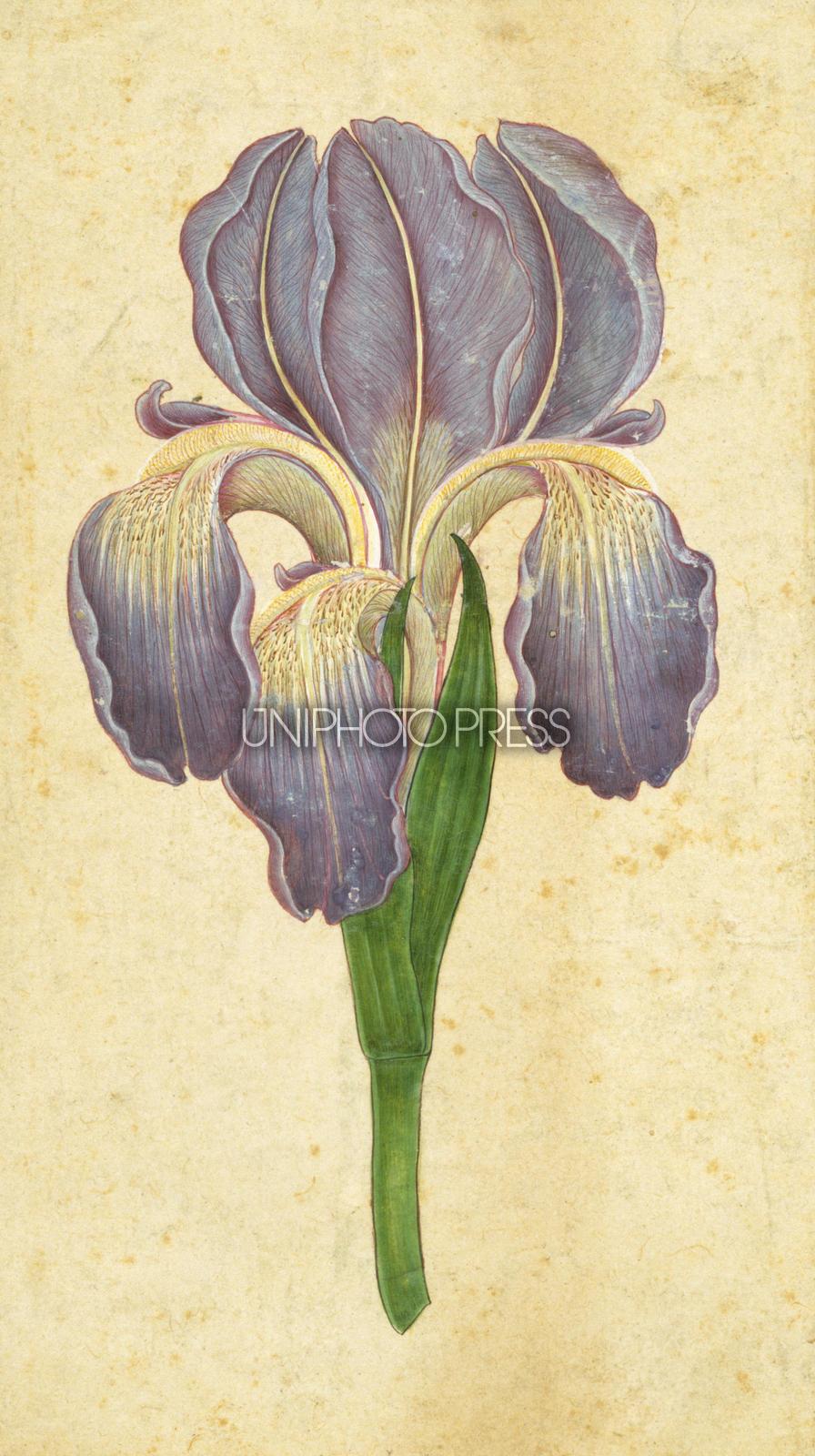 ムガル王朝の細密画 | UNIPHOTO PRESS ユニフォトプレス