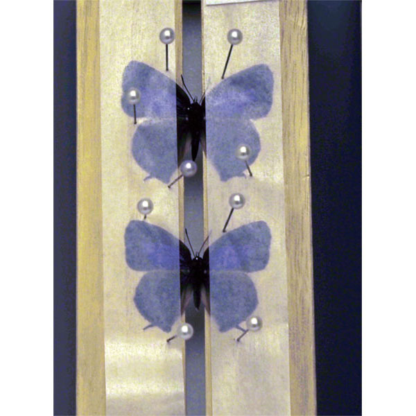 UCHIDASウチダス展翅板 小（展翅テープ1組付） ST－TS05