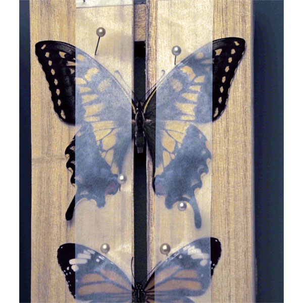 UCHIDASウチダス展翅板 大（展翅テープ1組付） ST－TS02