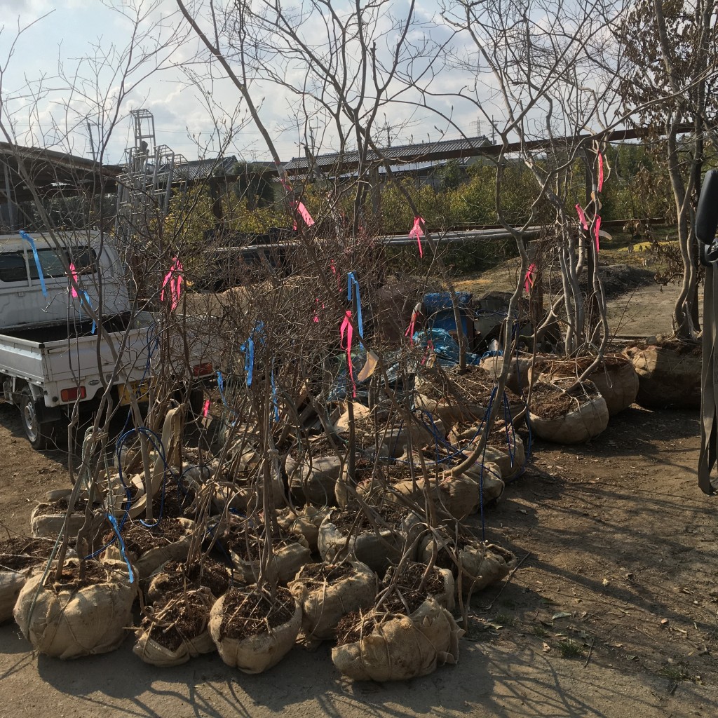 山採りの雑木、大量入荷（ハウチワカエデ、コハウチワカエデ、ガマズミ