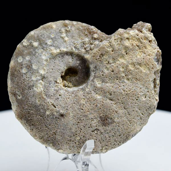 モロッコ産アンモナイト 化石 方解石化｜非研磨｜ammonite｜アップ