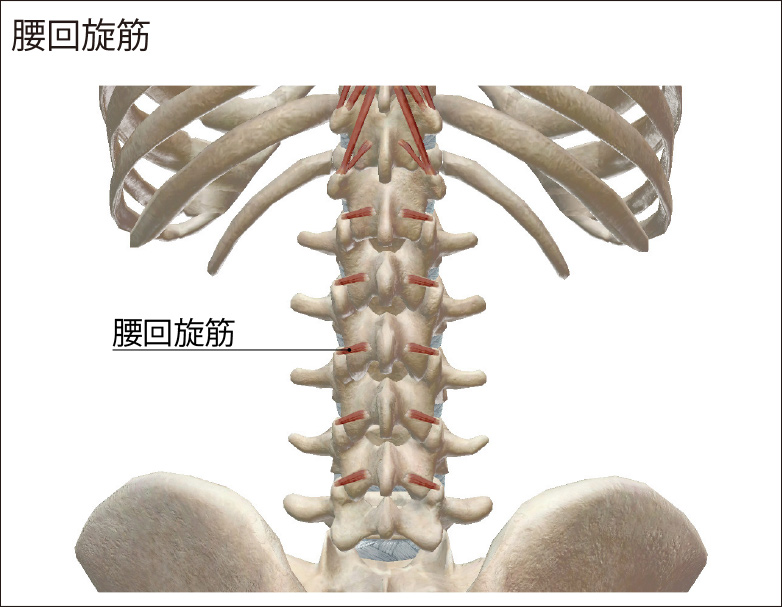 サブラクセーション（カイロプラクティック） - 骨格から整えたい方へ