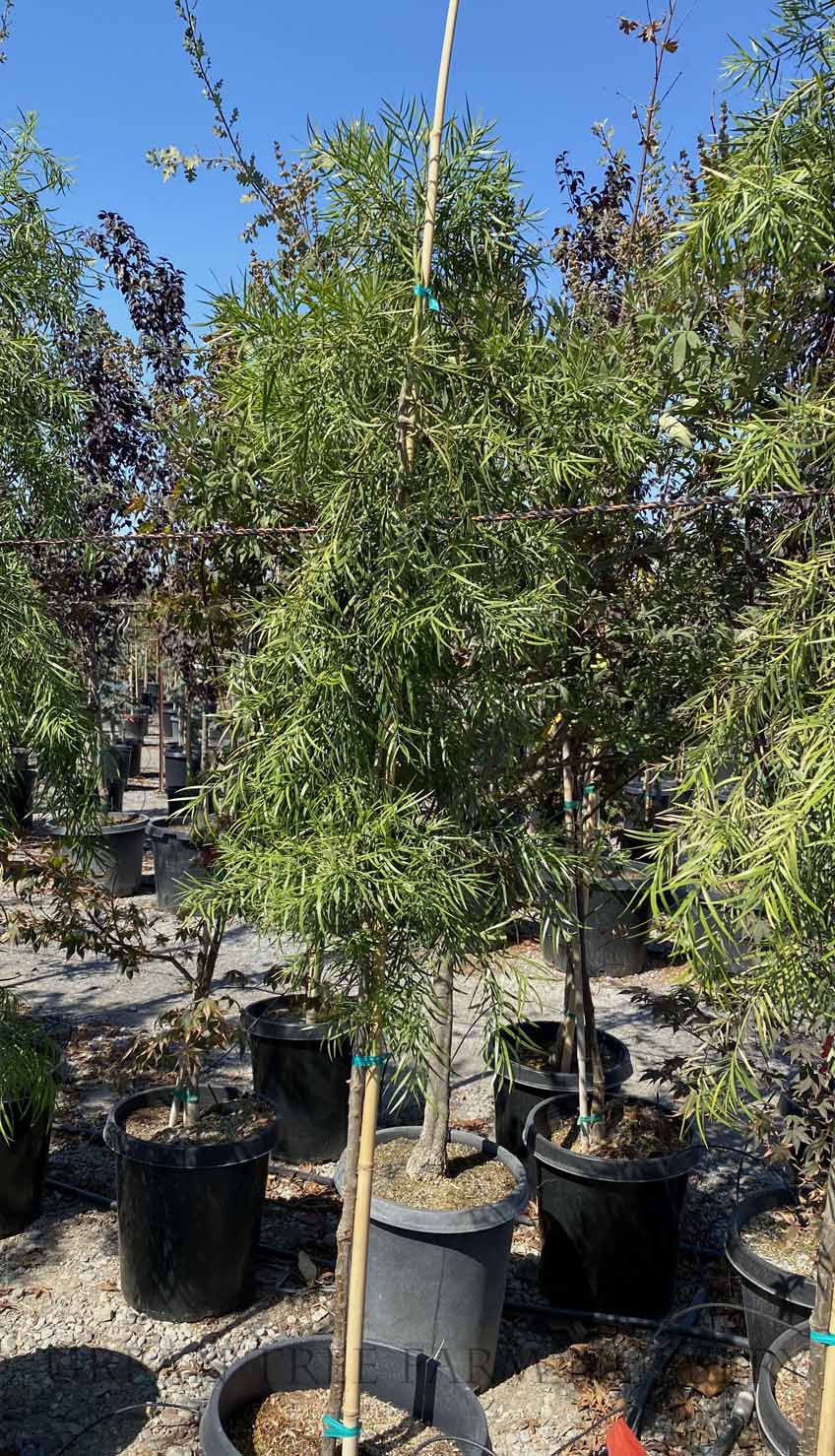 Podocarpus gracilior STD | Urban Tree Farm Nursery