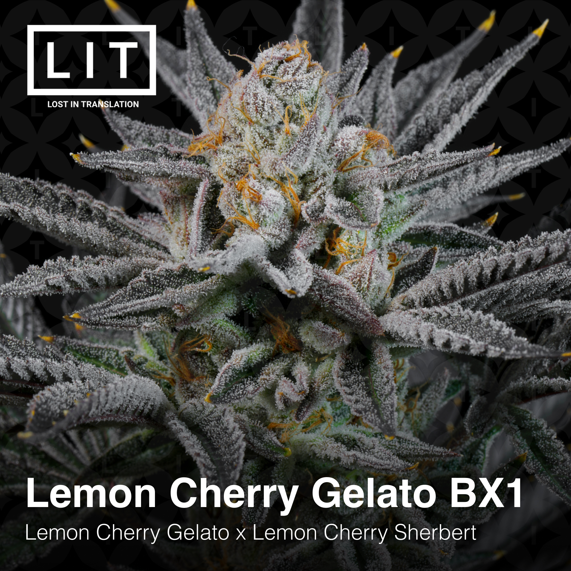 LEMON CHERRY GELATO BX1 BY LIT FARMS *Includes Freebie Pack* -