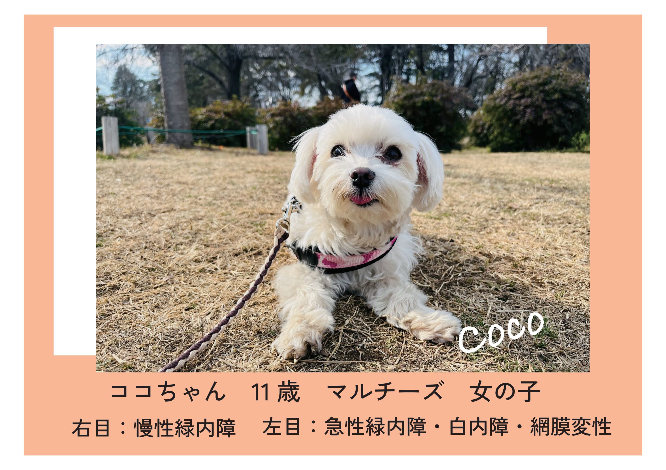 どうぶつ眼科専門クリニック｜獣医眼科専門医による眼科診療｜大阪府豊中市