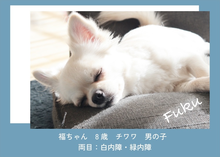 どうぶつ眼科専門クリニック｜獣医眼科専門医による眼科診療｜大阪府豊中市