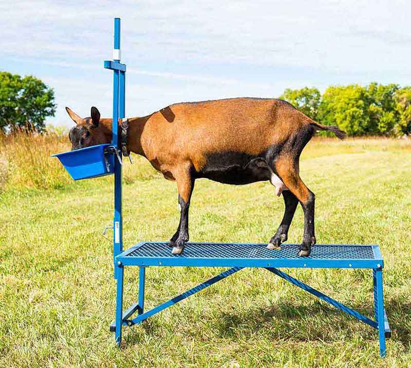 Valley Vet - Folding Goat Stanchion with Feed Pail Sydell