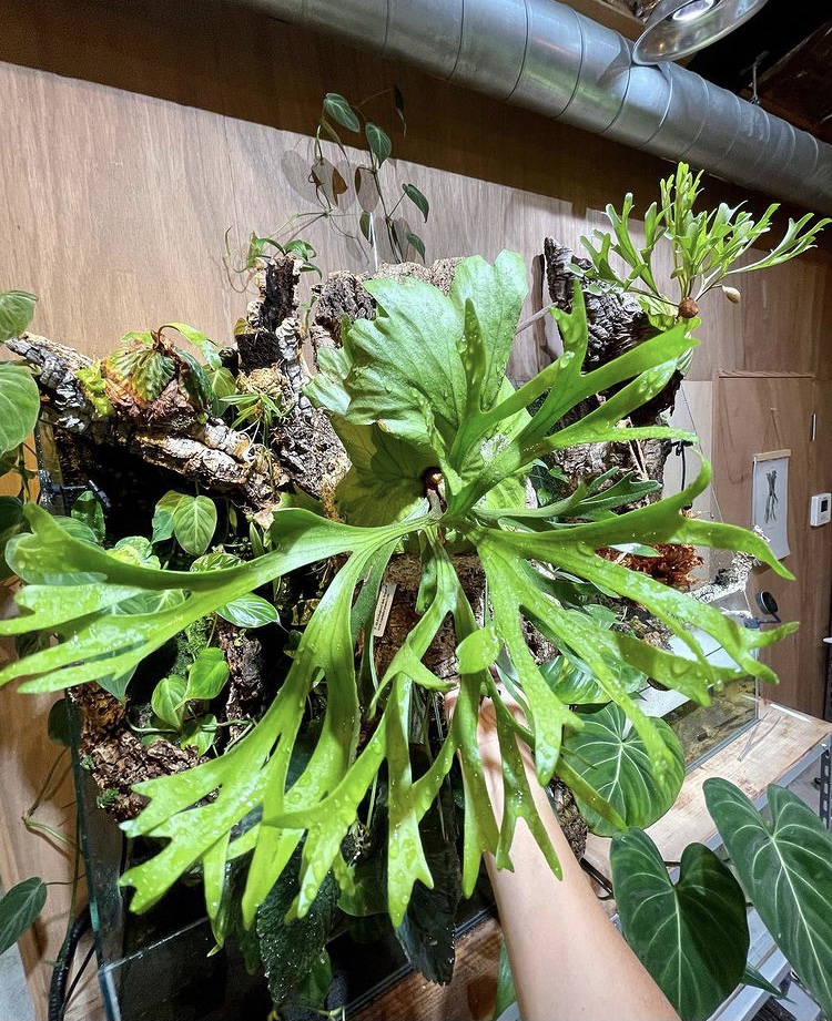 持込 ビカクシダ 板付 サービスデイ】 7月18・19・22・23日