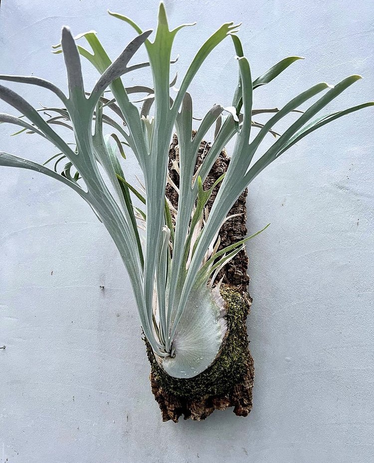 GALLERY TOKYO】vandaka 在廊日 変更のお知らせ 5月27-28日