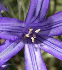 Ixiolirion tataricum ssp pallasii | Van Engelen Wholesale Flower Bulbs