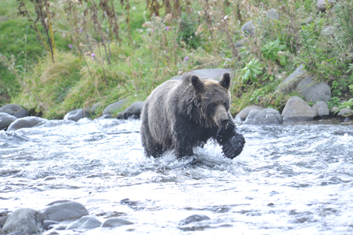 野生動物学教室｜北海道大学 大学院獣医学研究院・獣医学部