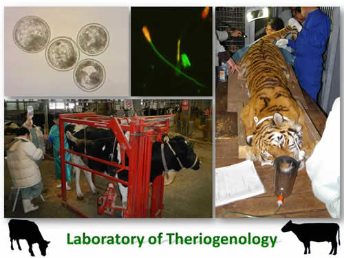 繁殖学教室｜北海道大学 大学院獣医学研究院・獣医学部