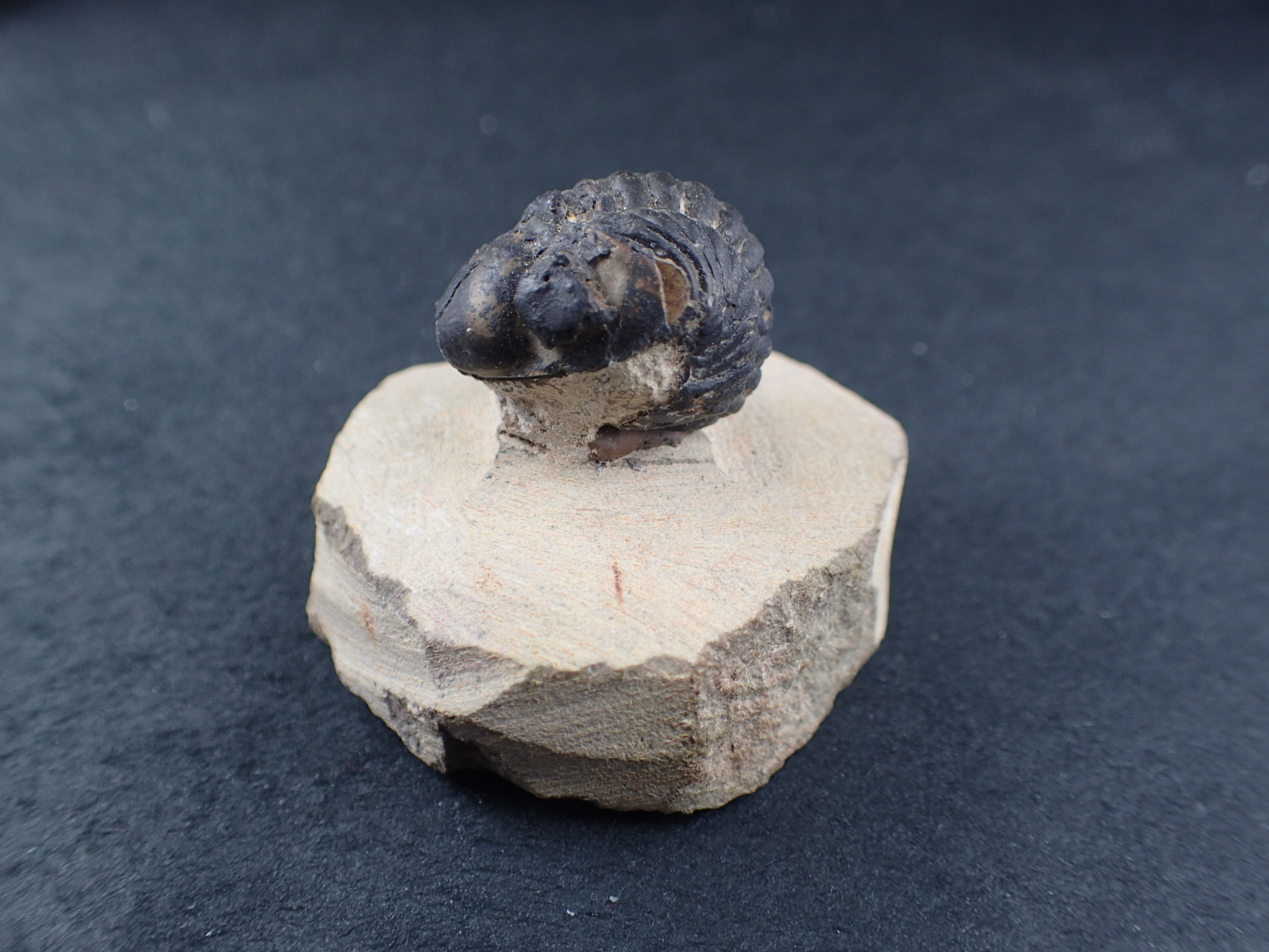 三葉虫 化石（Trilobite Fossil)（学名 ： Phacoida.sp） 時代