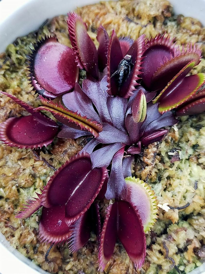 Large Adult Plant: Red Dragon Venus Flytrap “Akai Ryu” Dionaea