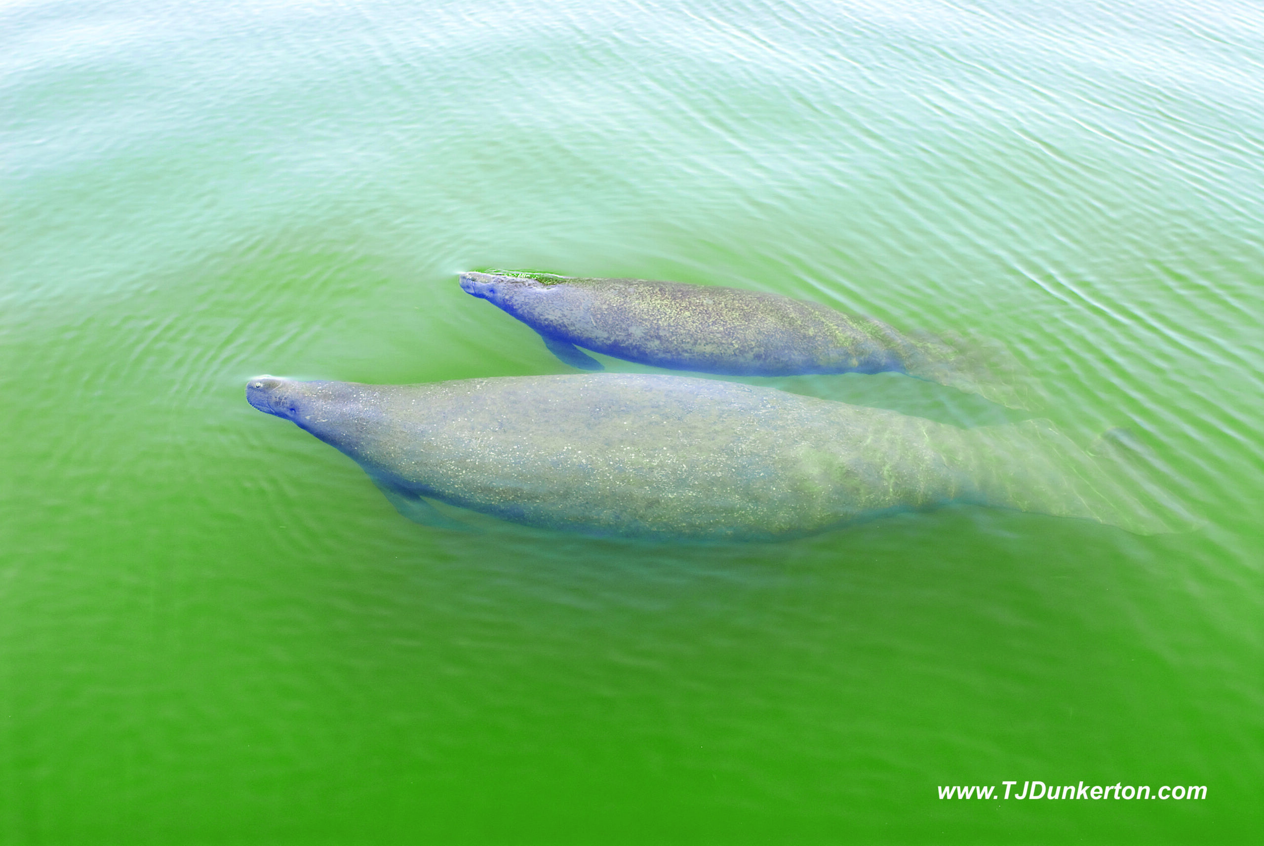 Manatees - Visit Space Coast