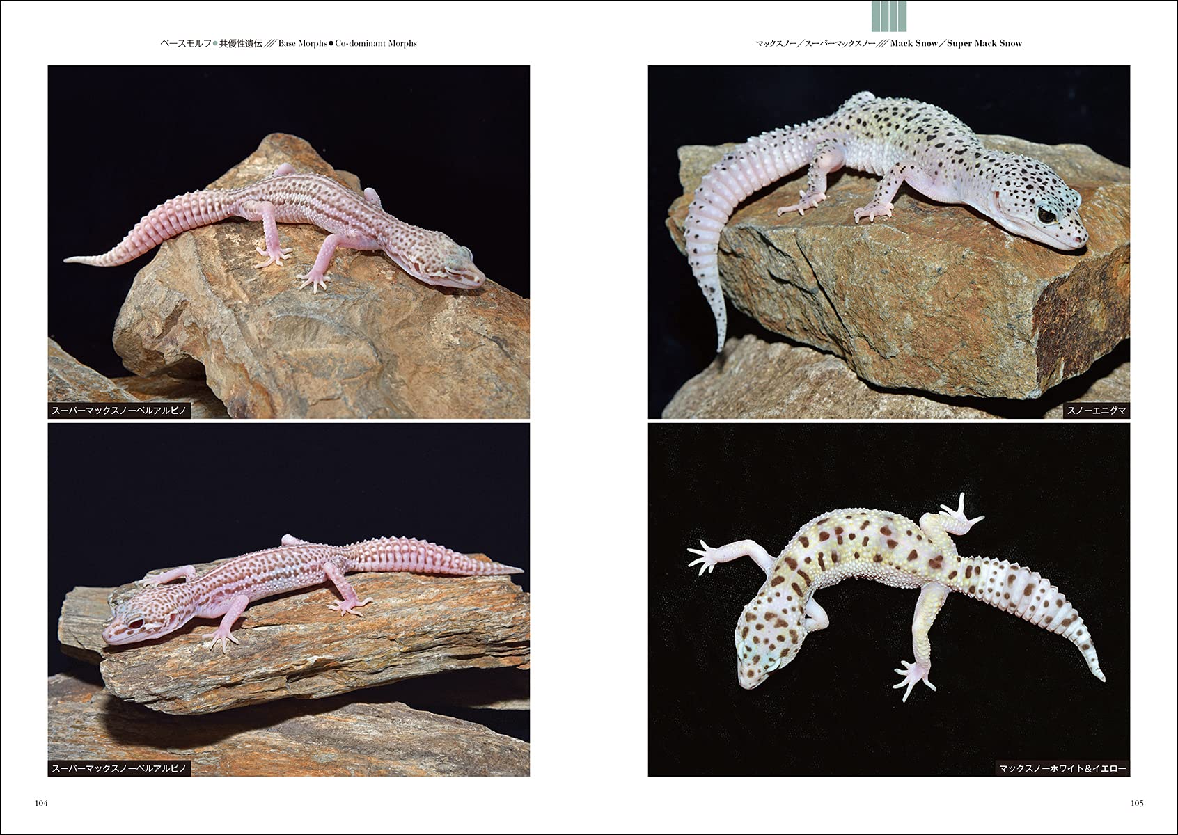 ヒョウモントカゲモドキ品種図鑑