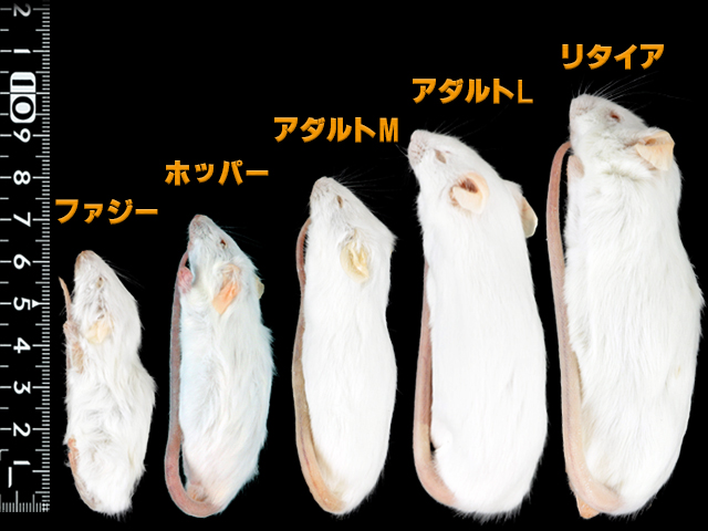 リタイアマウス 販売 通販