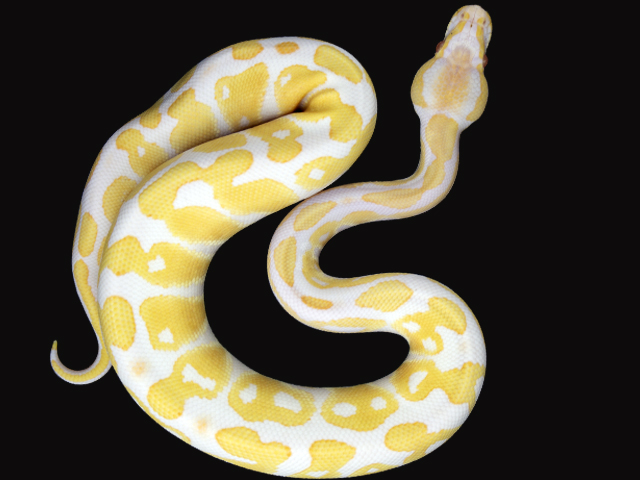 ボールパイソン アルビノhetクラウン - 爬虫類ショップ Wild Monster