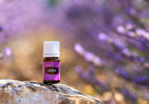 クローンラベンダーと真正ラベンダーの違いをご存知ですか？ - ヤング