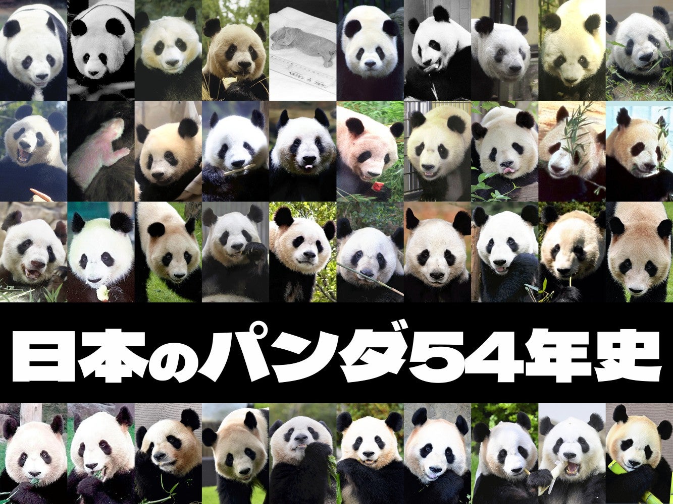 ピクニックワールド さるパンダ被り物 4兄弟⁈ ピクニックワールド さる