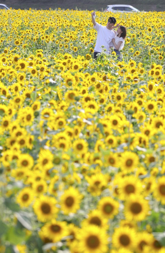 津波被害の宮城沿岸部で280万本のヒマワリが見頃…家族連れ「暑くて