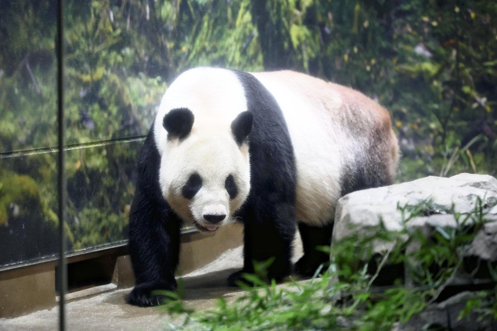 リーリー」と「シンシン」、東日本大震災の年に来日し多くの人を癒す