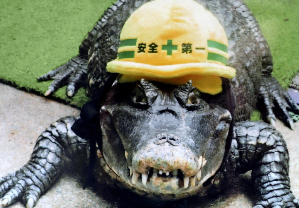 広島県呉市:ワニの「カイマン君」が天国へ…街の人気者、飼い主