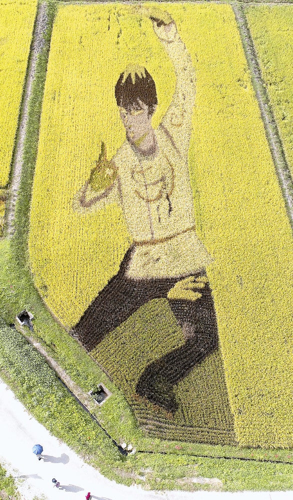 黄金の舞、北京で実れ…羽生結弦選手の「田んぼアート」 : 読売新聞