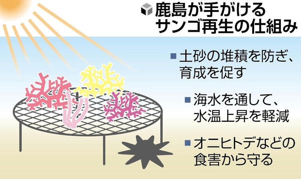 温暖化で減少のサンゴ、「再生」に鹿島が独自技術…海底から「浮かせて