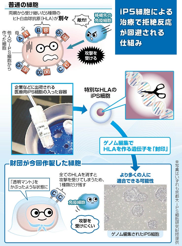 新しいiPS ゲノム編集で拒絶反応抑制 「透明マント」免疫細胞から