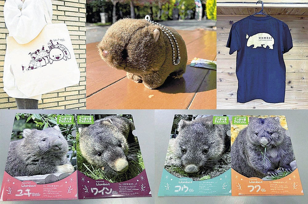 ふるさと納税返礼品に愛くるしいウォンバットのグッズ : 読売新聞