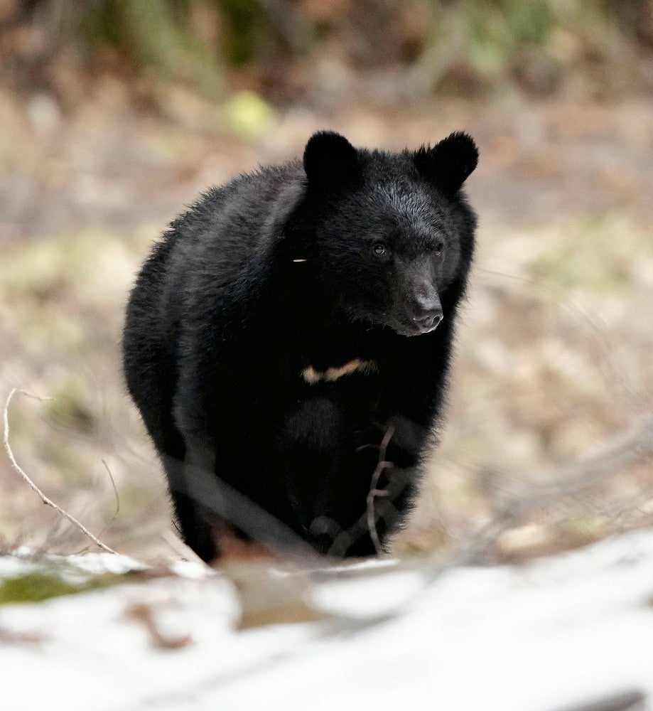 女性2人を追いかけたクマ、玄関ガラスを破って住宅突入…県が戸締まり