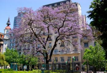 ちょっと変わった木の話