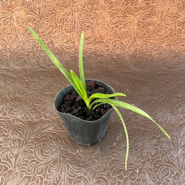 やましち山野草店 / キンリョウヘン 原種系 赤花 実生 6cmポット苗