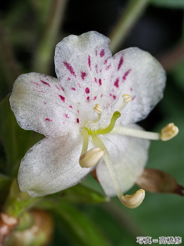 梅雨に山で、ひそかに咲くバイカツツジ。美しい花なのに登山者に知られ