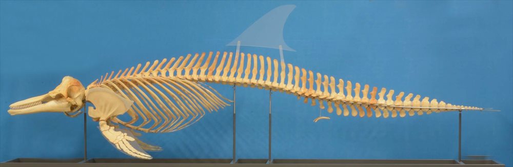 かつてイルカは「4本足」だった…動物解剖学者が語る、驚きの「進化の